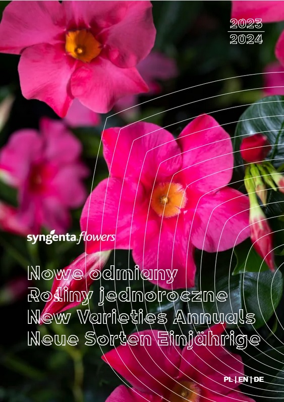Nowe odmiany syngenta flowers rośliny jednoroczne
